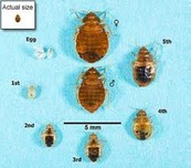 Picture Bed Bugs At Each Stage Of Life Cycle Before And After Feeding ...
