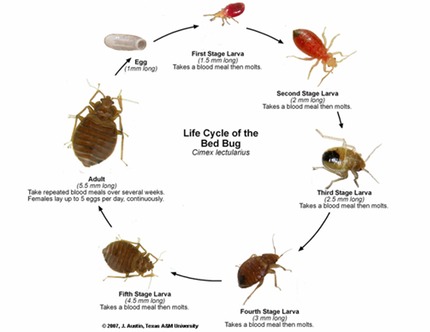 Bed Bug First Stage Larvae Bed bug life cycle