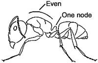 Carpenter Ant Worker