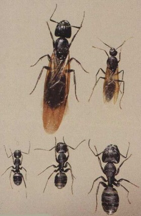 Stages and cast type of carpenter ants