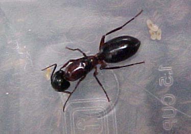 Texas Carpenter Ant