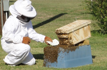 Bee’s Saved by Smart Pest Control