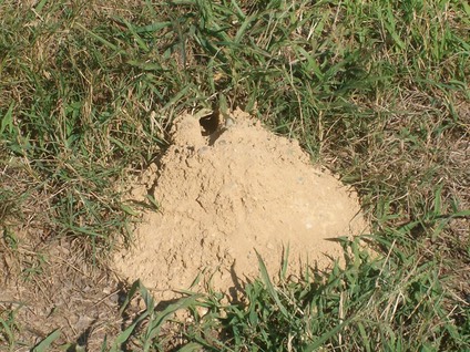 cicada killeer burrow 2