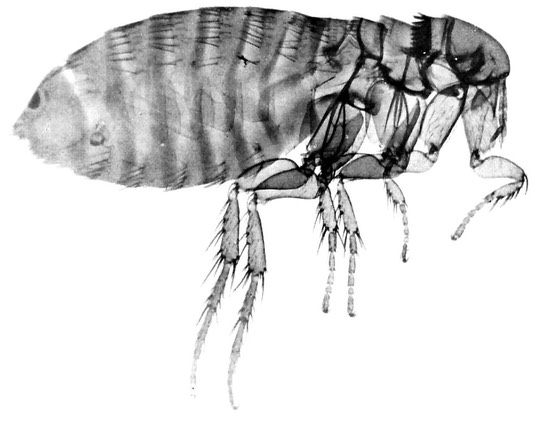 female-flea