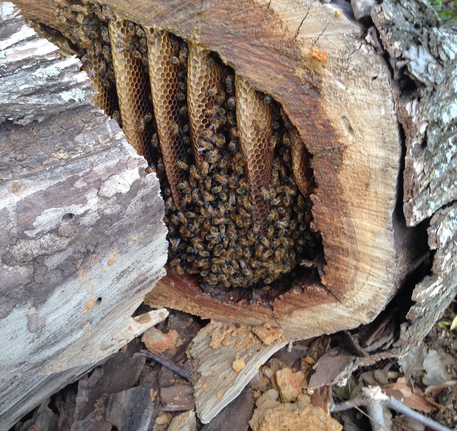 Honey Bee Tree