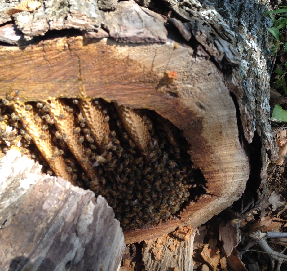 Honey Bee Closeup